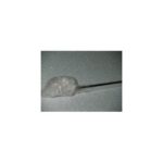 Sina Galerie Alba 1.2 M